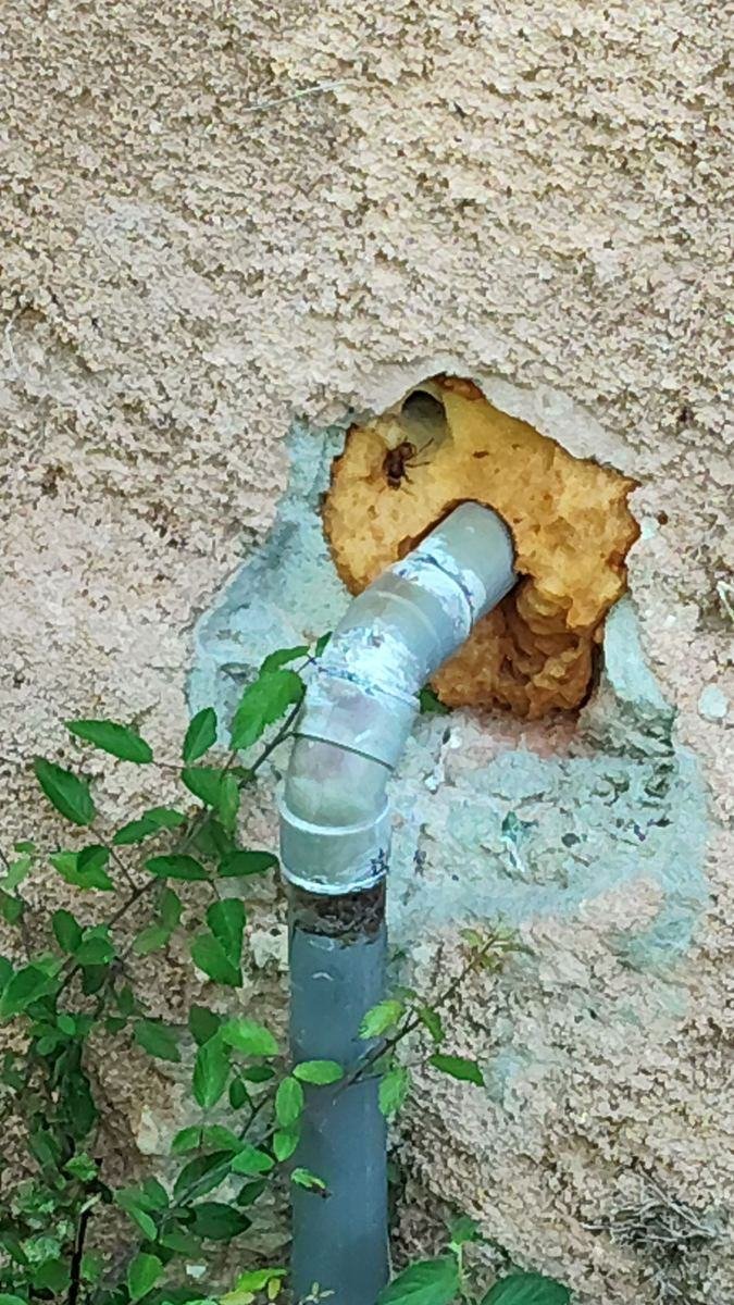 Nid de frelons en formation dans une cavité murale près d'une gaine extérieure