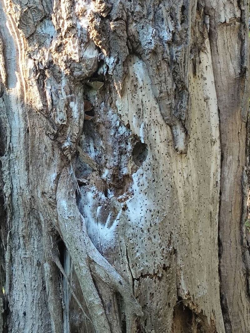 Cavité d’un tronc d’arbre traitée contre un nid de frelons, poudre insecticide visible autour de l’ouverture