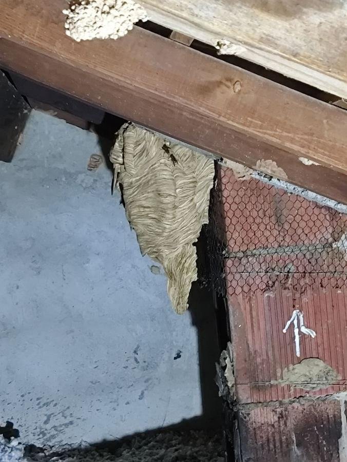 Nid de frelons localisé sous une charpente en Corse