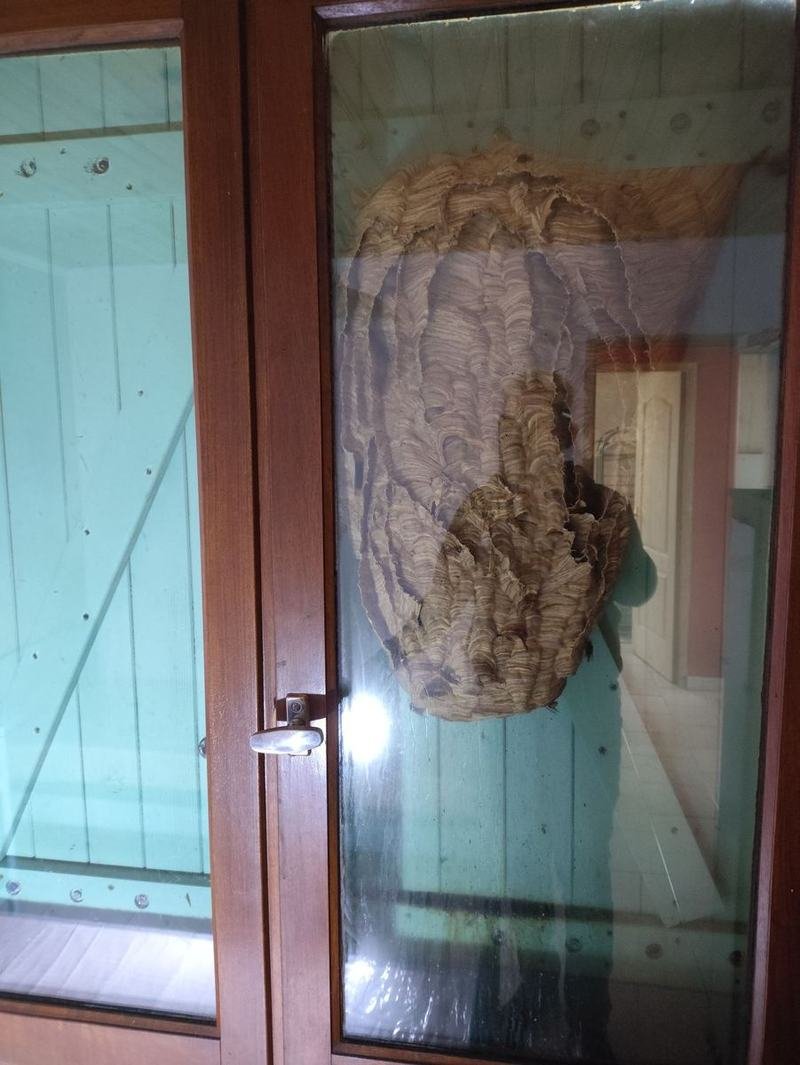 Nid de frelons contre une porte-fenêtre