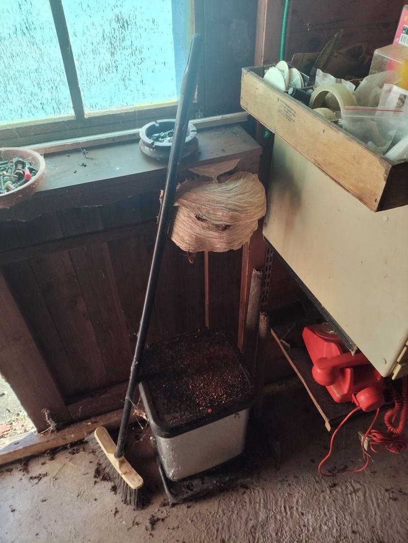 Nid de guêpes découvert dans une remise en Corse