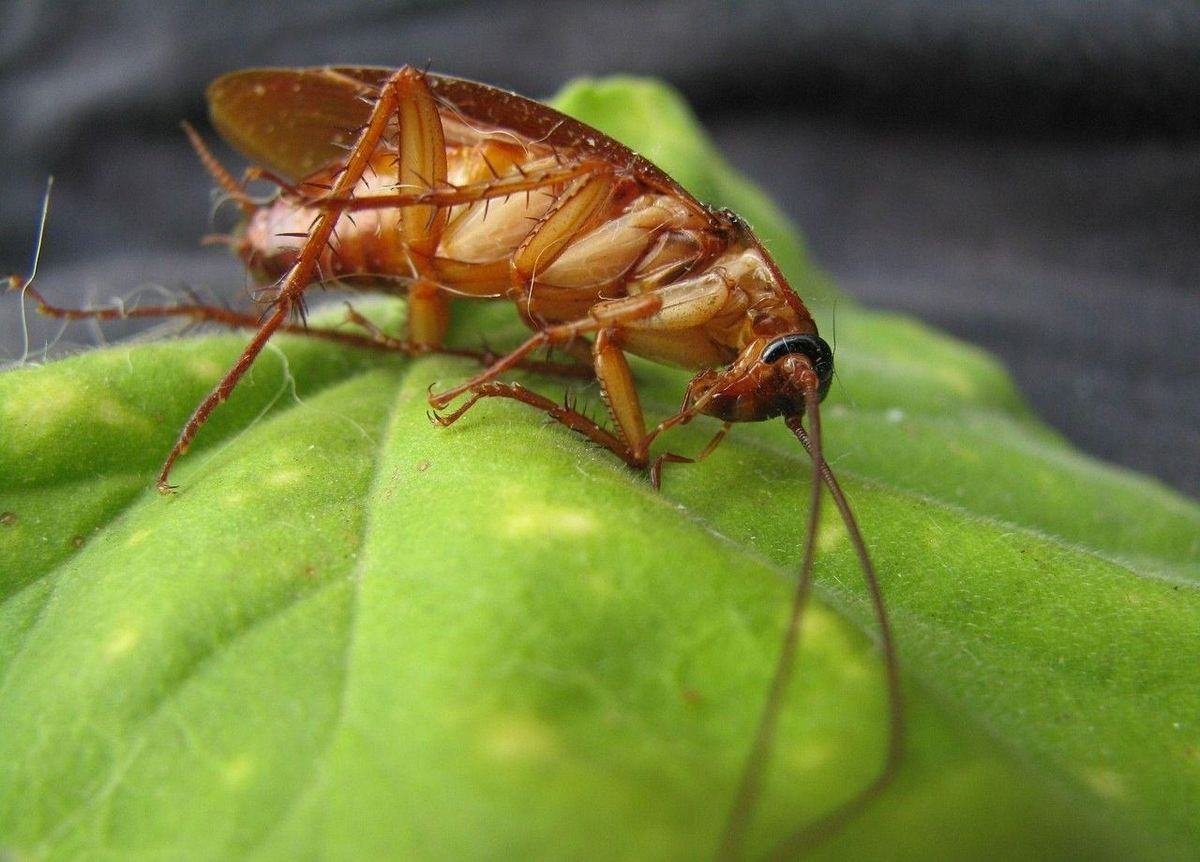 Blatte adulte aux longues antennes posée sur une feuille