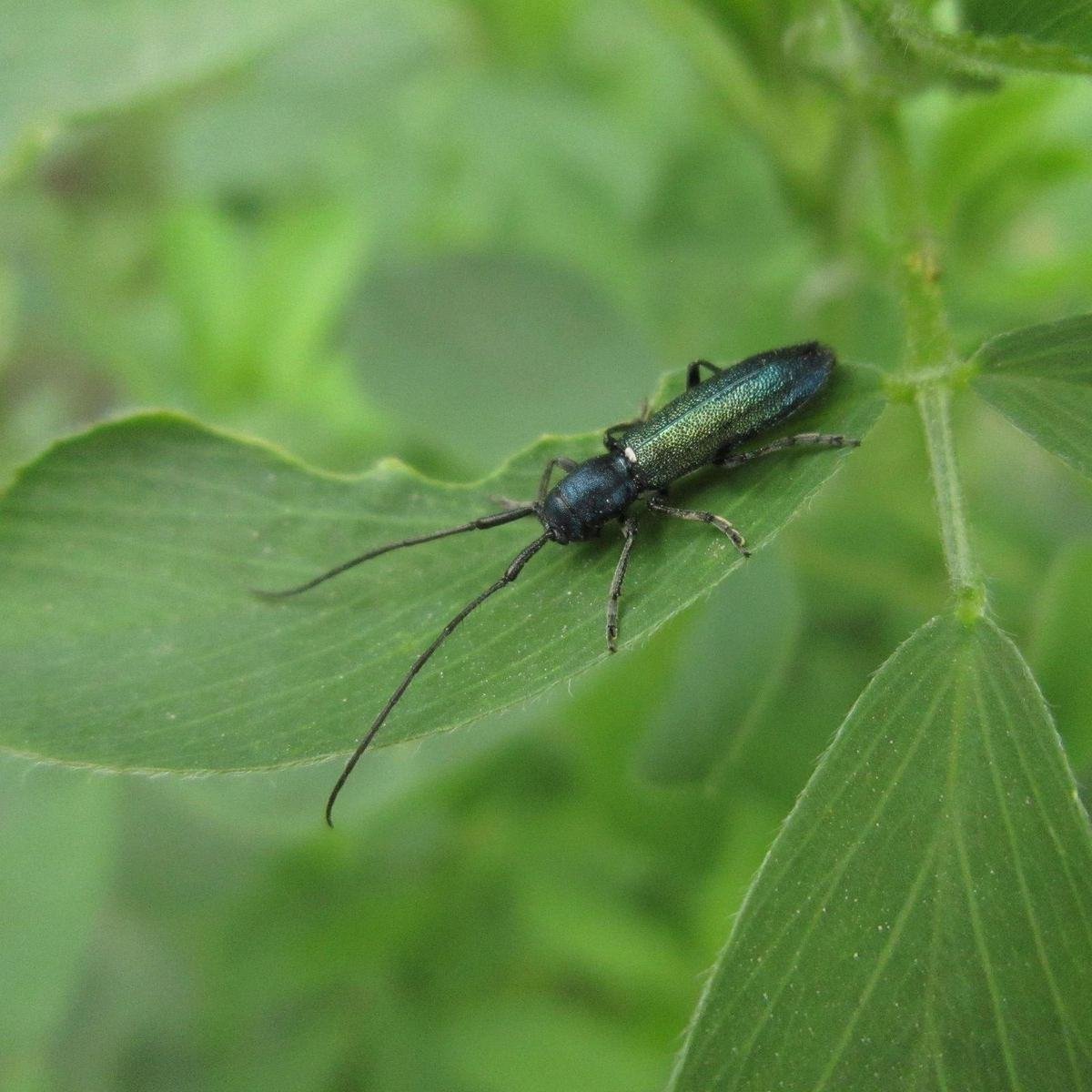 Insecte xylophage longicorne aux longues antennes, typique des espèces attaquant le bois de charpente