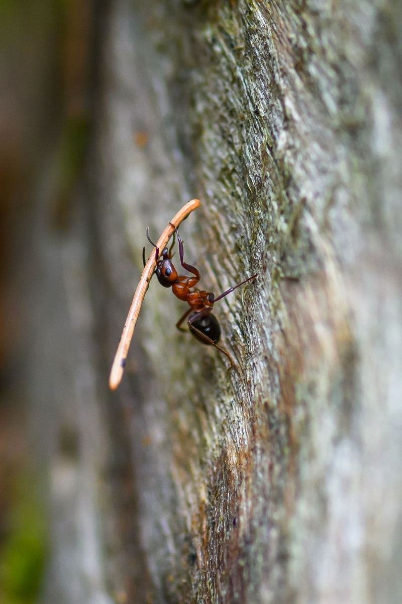 Fourmi macrophotographiée sur de l'écorce, mandibules et antennes visibles