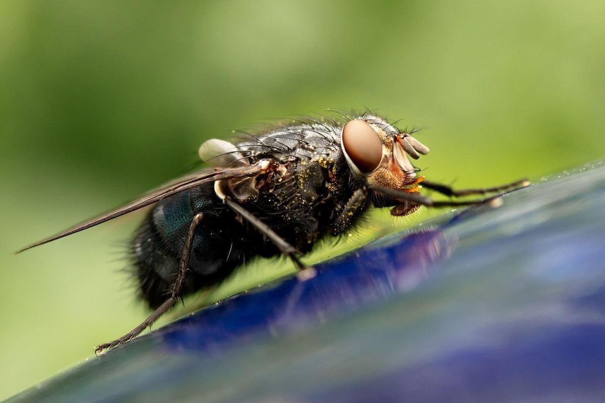 Mouche domestique en gros plan, ailes et yeux composés visibles