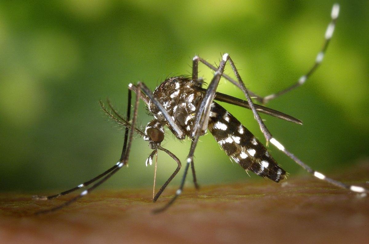 Moustique tigre en train de piquer, rayures noires et blanches caractéristiques