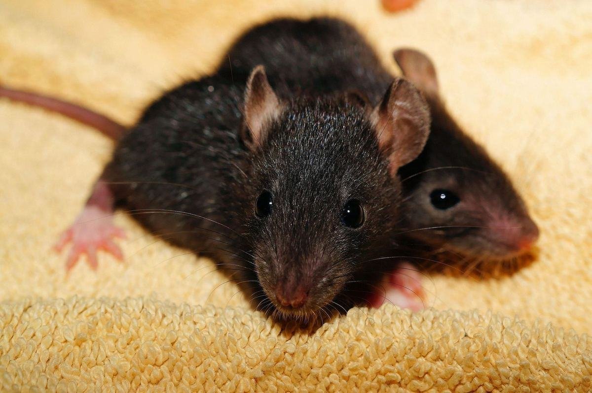 Deux rats bruns en gros plan
