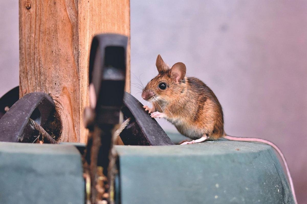Souris domestique explorant un espace de stockage